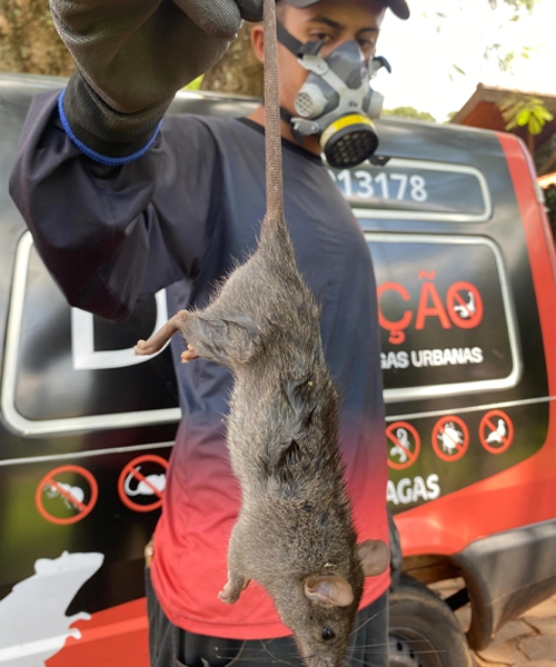 Desratização Dedetização de Ratos em Sertanópolis Londrina e Arapongas Desratização Dedetização de Ratos em Sertanópolis Londrina e Arapongas