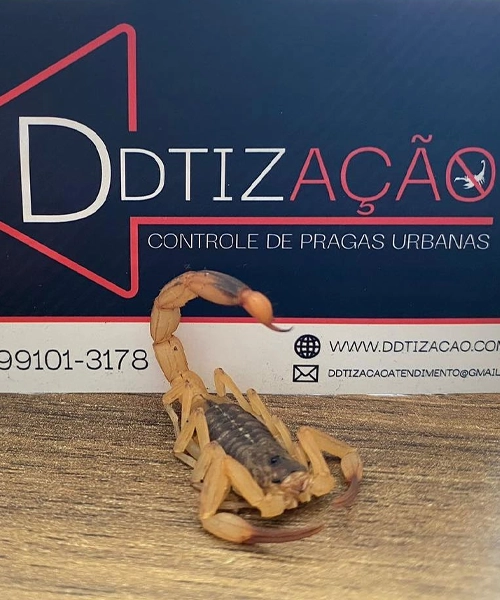 Dedetização de Escorpião em Sertanópolis Londrina e Arapongas Dedetização de Escorpião em Sertanópolis Londrina e Arapongas